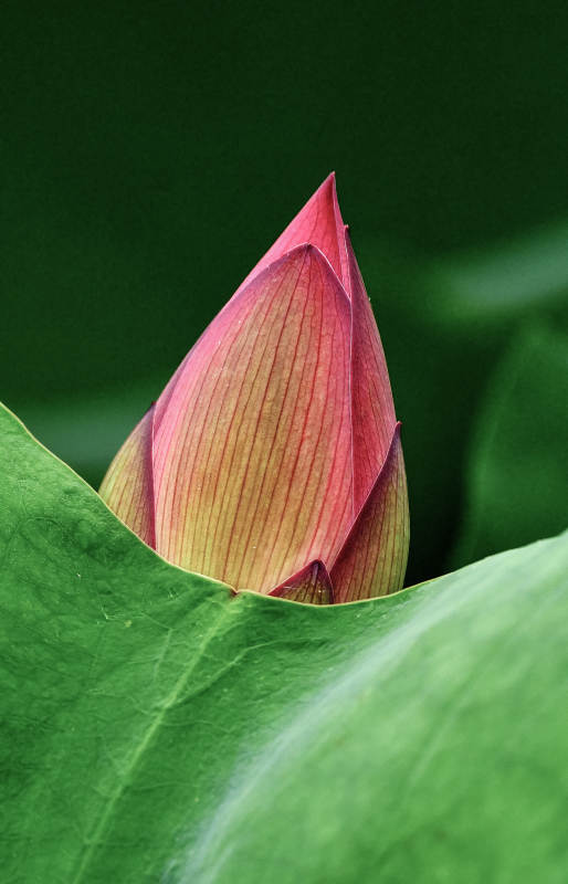 光影下含苞待放的荷花特写图片