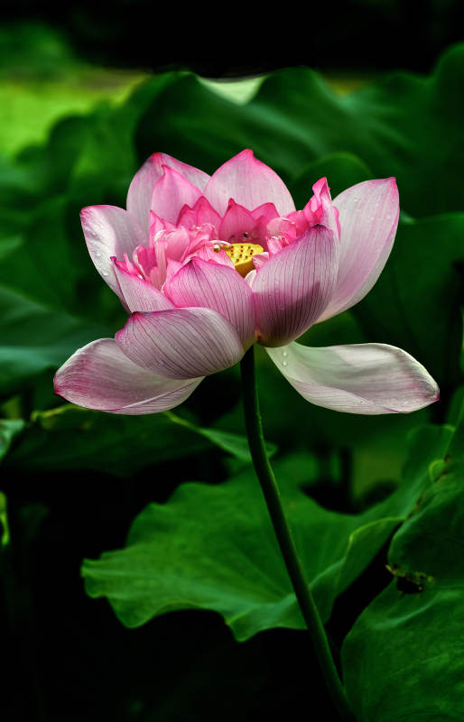 光影下盛放的粉色荷花图片