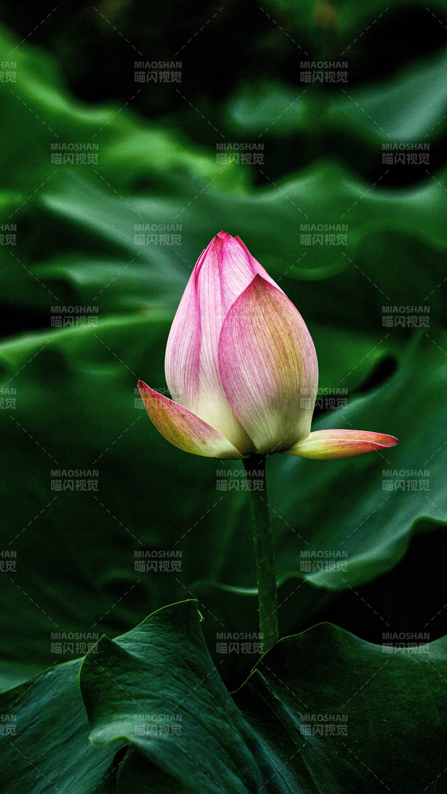 阳光下含苞待放的粉色荷花图片