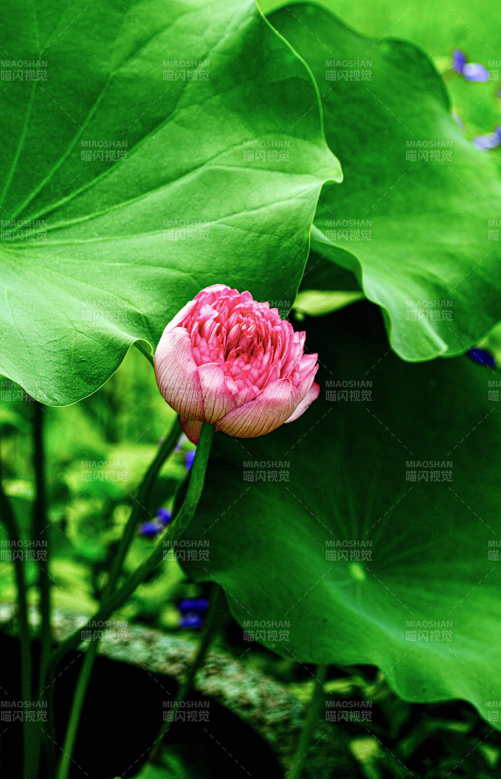 阳光下粉嫩荷花初绽放图片