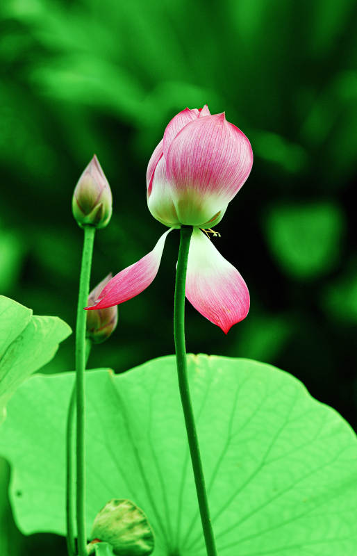 阳光下盛开的粉色荷花图片
