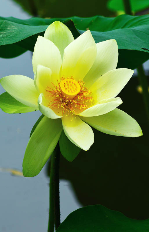 荷塘里盛放的白色荷花图片