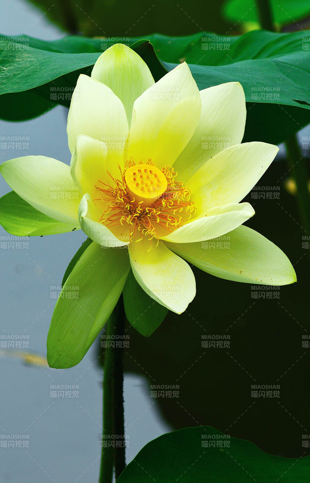 荷塘里盛放的白色荷花图片