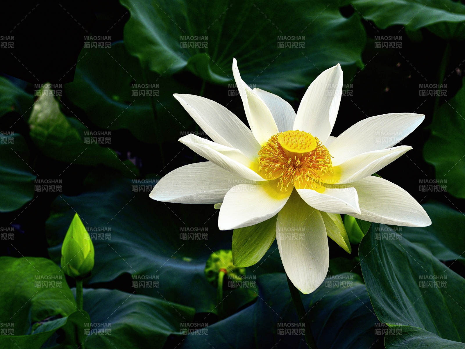 光影下盛开的白色荷花与花苞图片