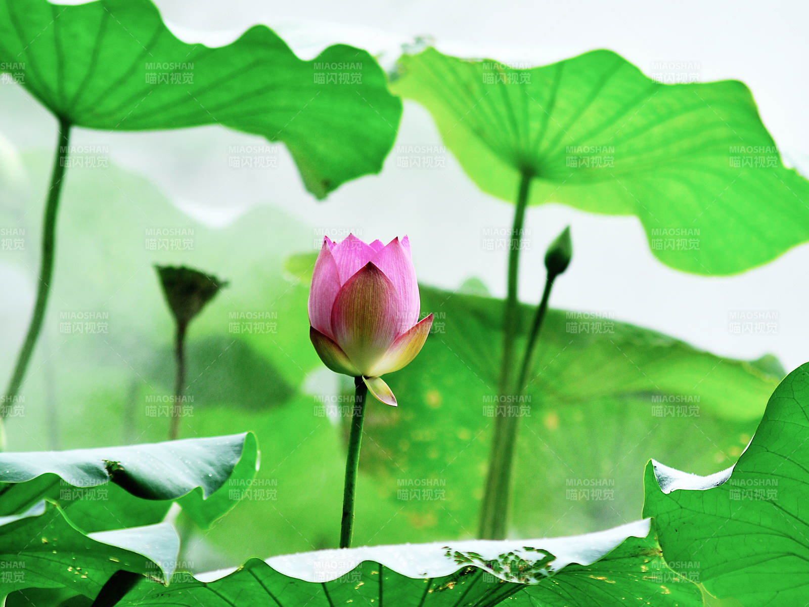 水雾蒙蒙的荷塘里粉色荷花绽放图片