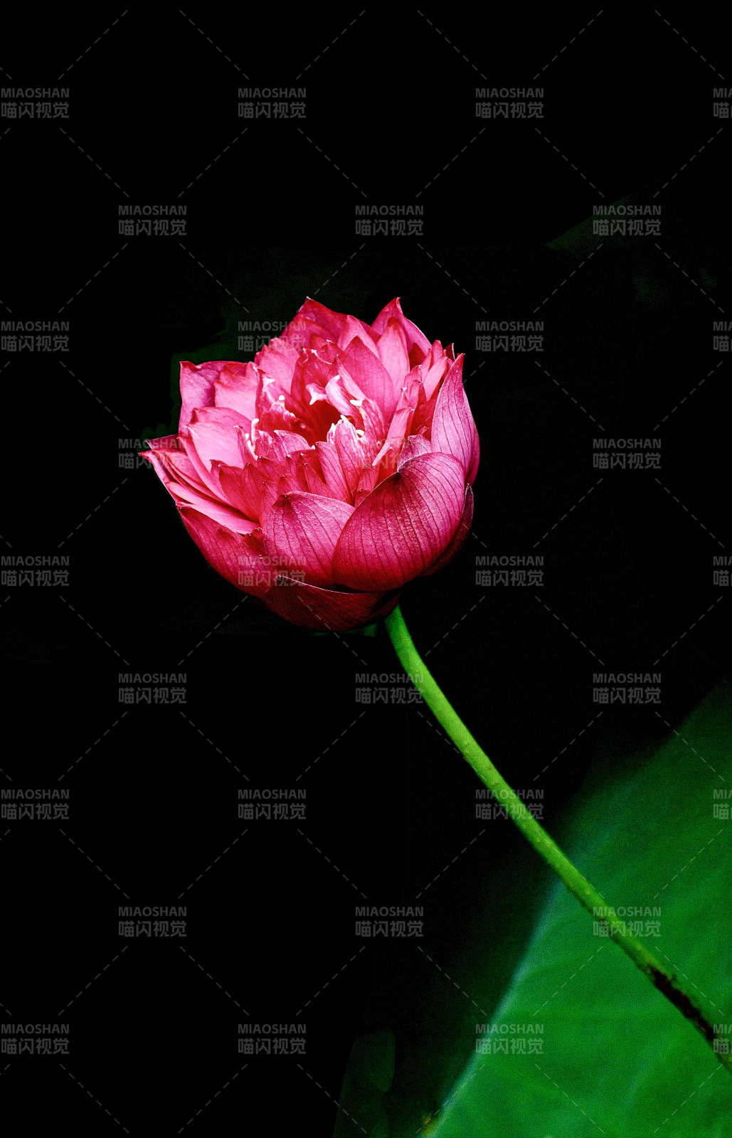 暗夜中绽放的粉色荷花图片