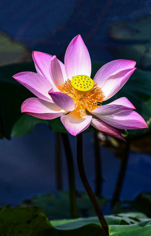 夏天盛开的粉色荷花图片