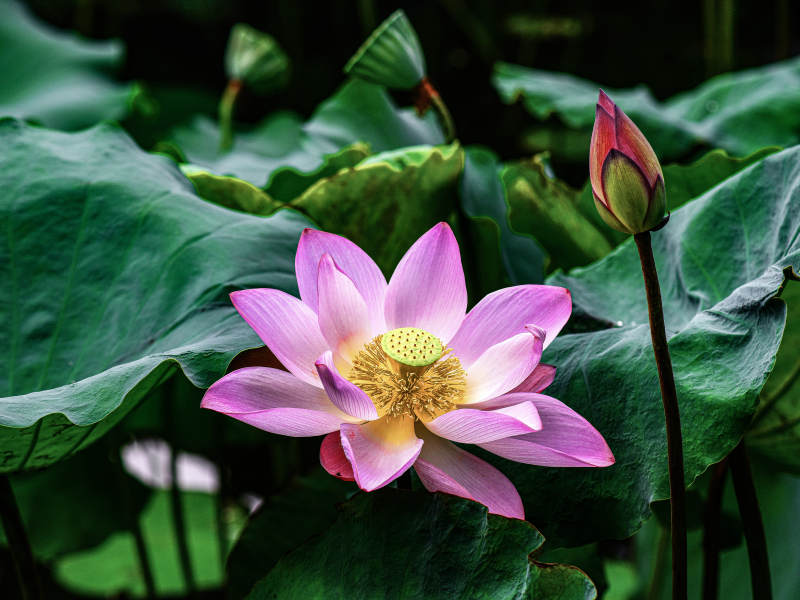 荷塘里盛开的粉色荷花和花苞图片