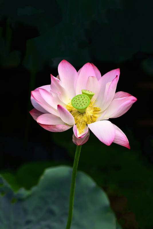 阳光下盛开的粉色并蒂莲图片