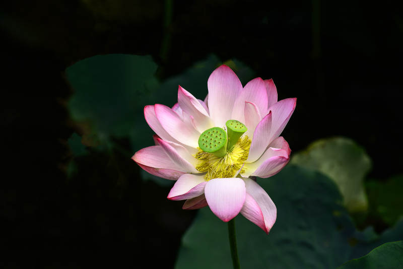 阳光下盛开的粉色并蒂莲图片