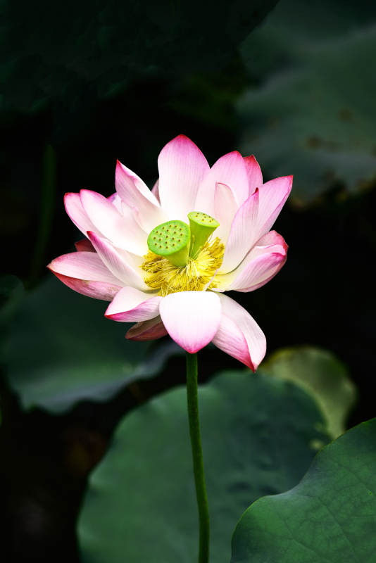 阳光下盛开的粉色并蒂莲图片