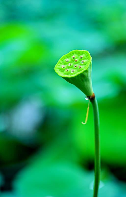 光影下的莲蓬特写图片