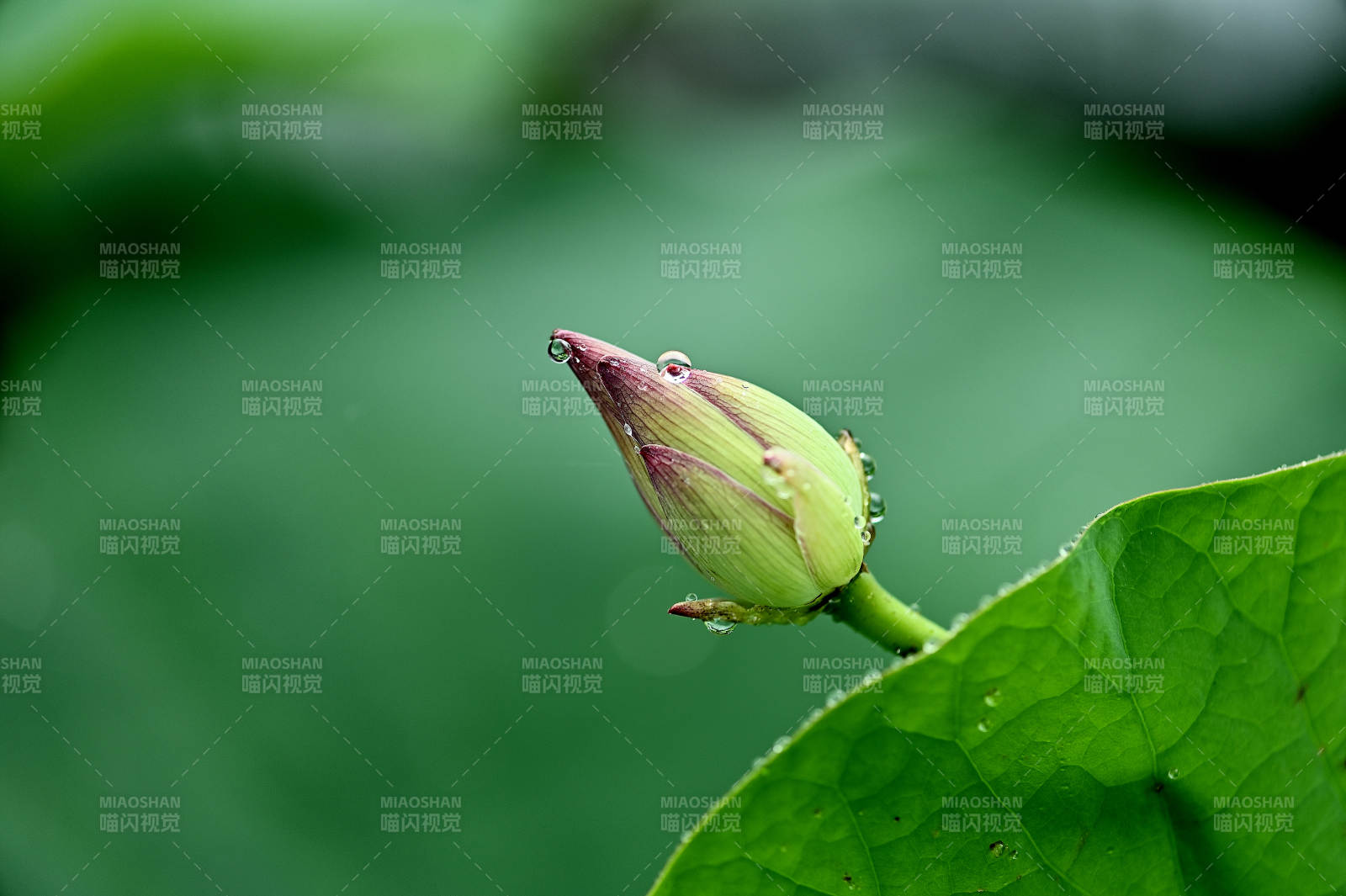 清晨含苞待放的荷花图片