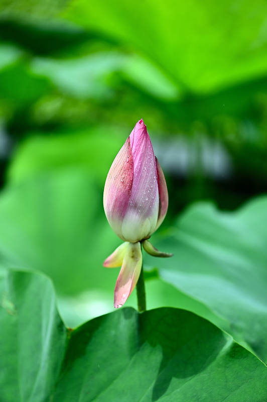 含苞待放的荷花图片