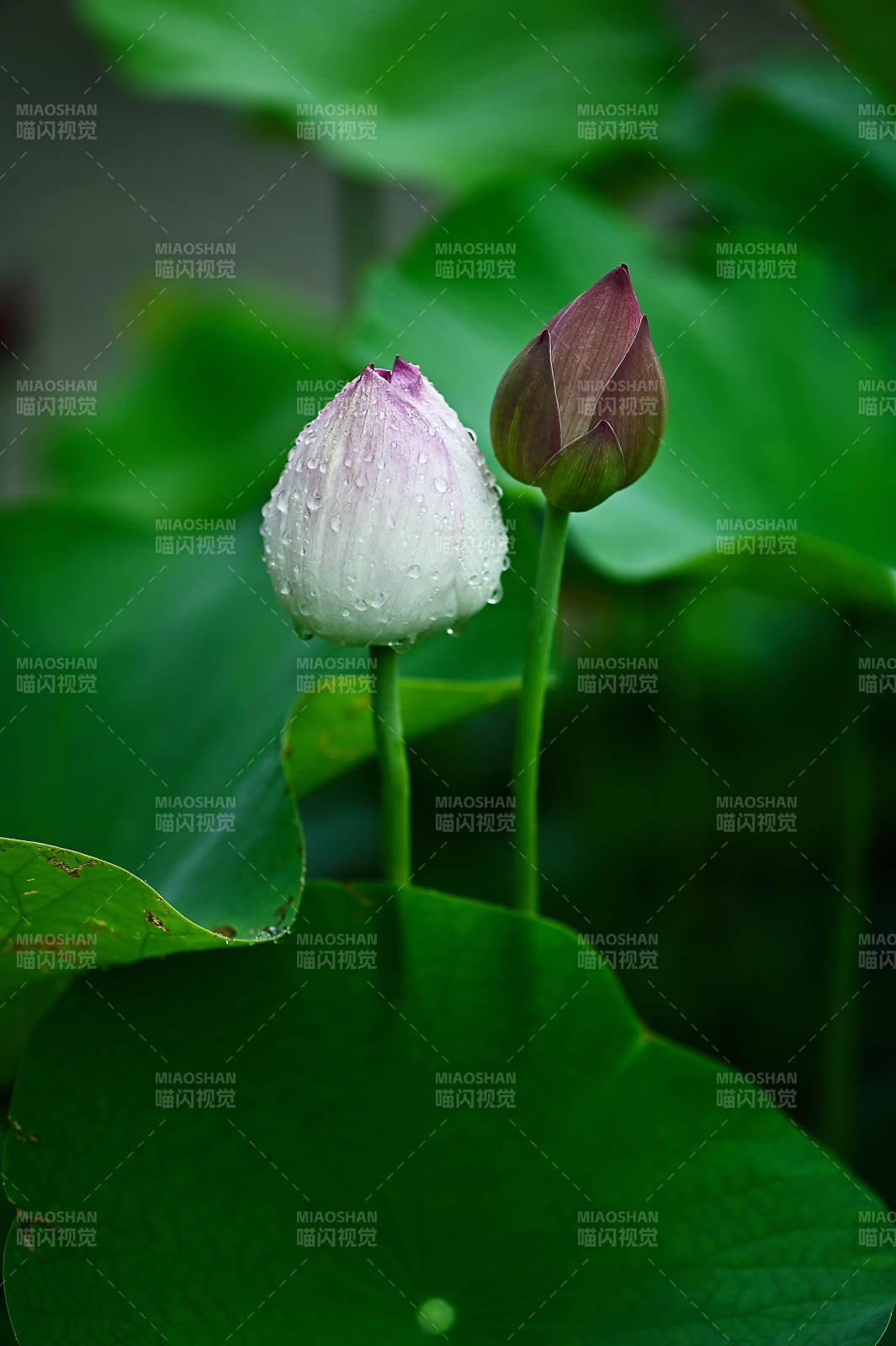 雨后荷花初绽图片
