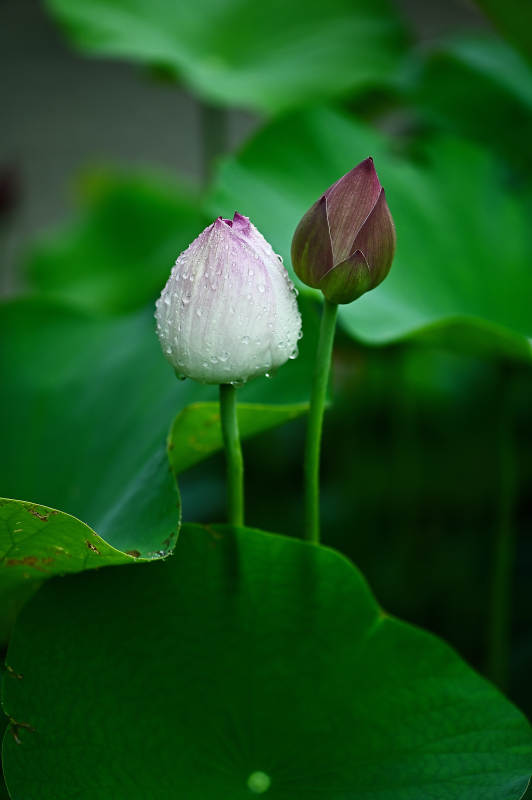 雨后荷花初绽图片