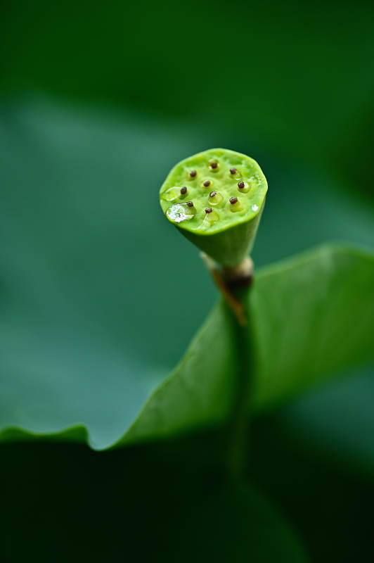 光影下的莲蓬特写图片