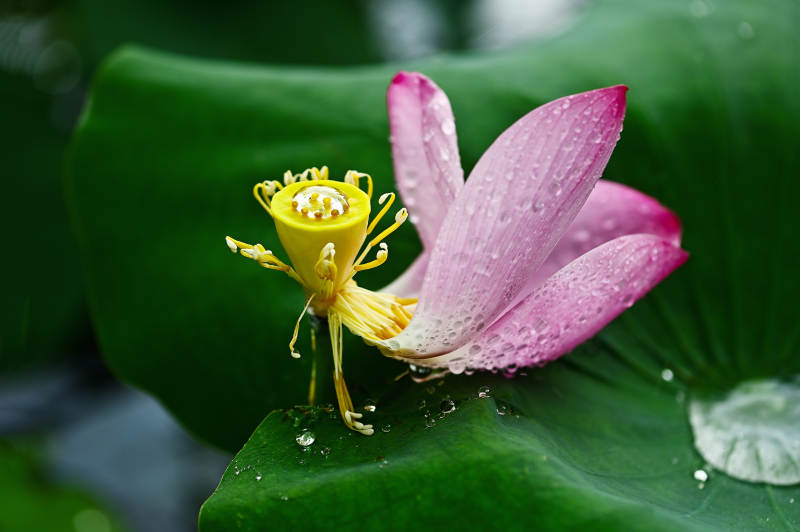 雨后莲花绽放图片