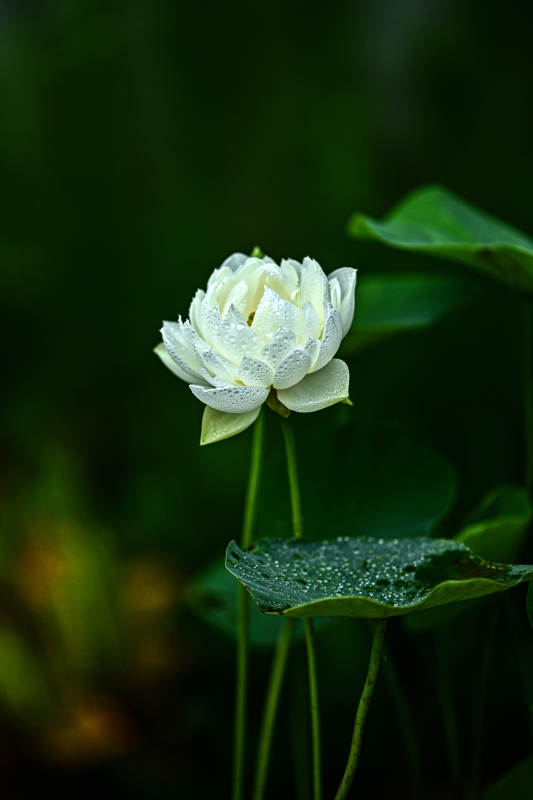 雨后荷塘白色荷花盛开图片