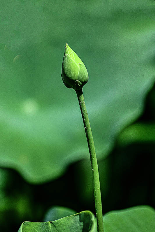 阳光下含苞待放的初荷花苞图片