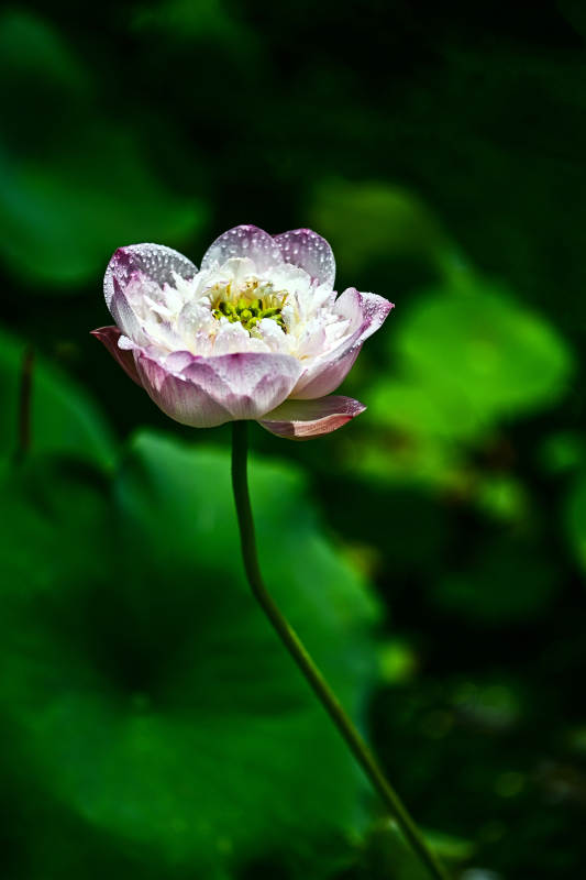 雨后粉嫩荷花盛开图片
