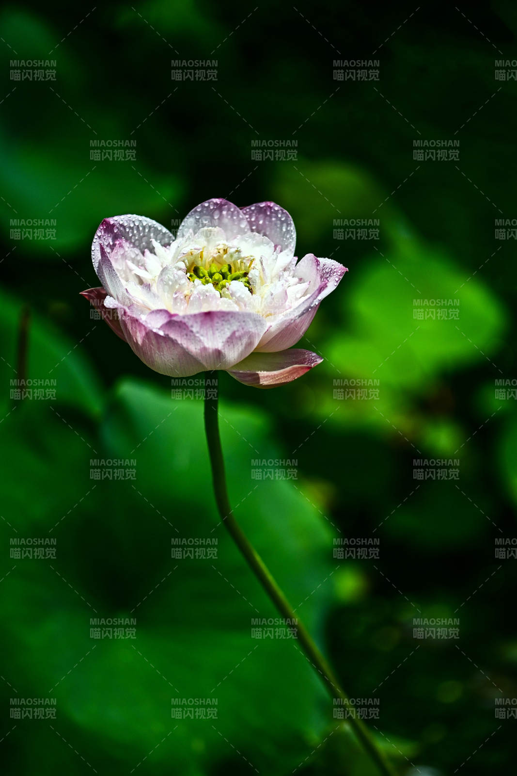 雨后粉嫩荷花盛开图片