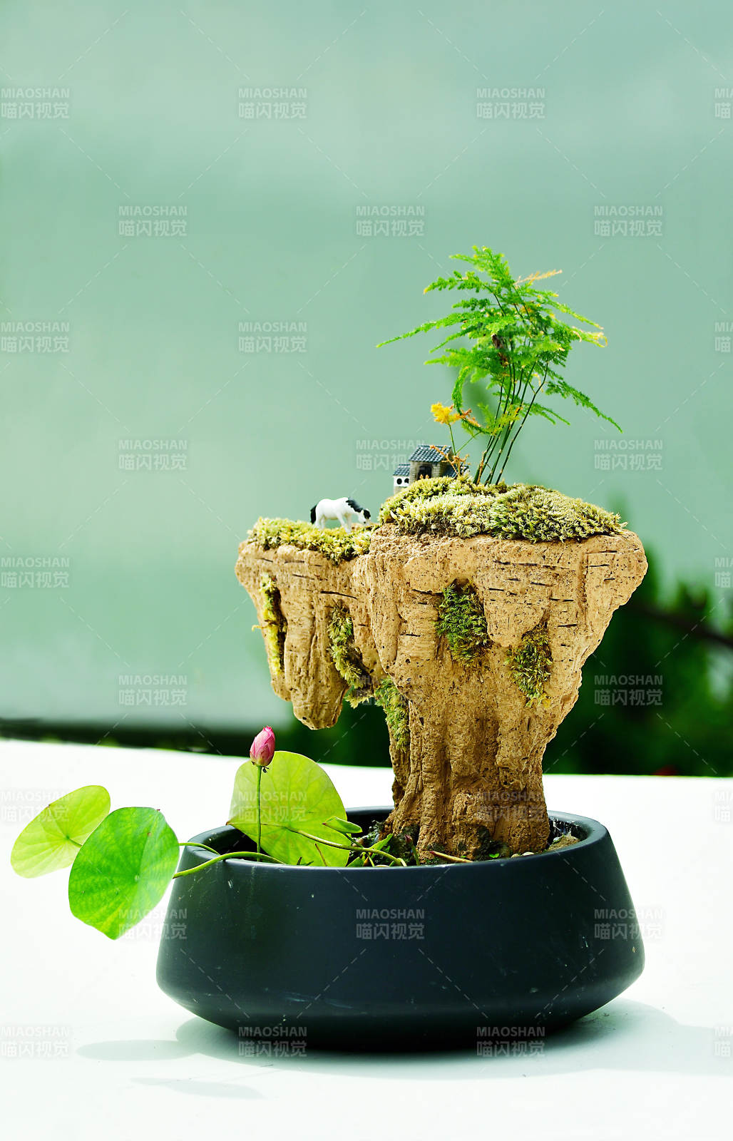 精品盆栽碗莲与悬崖上的微景观图片