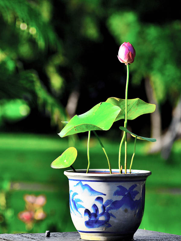 精品碗莲创意微景观图片