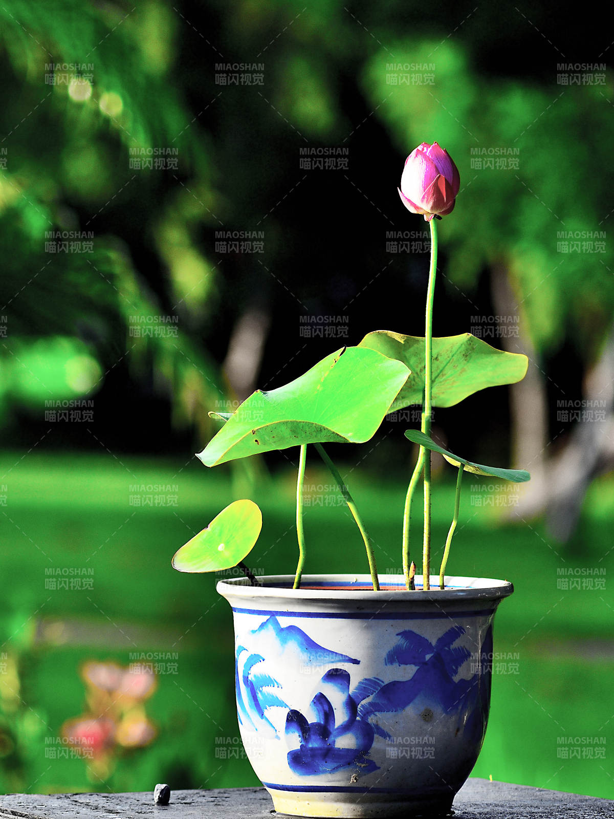 精品碗莲创意微景观图片