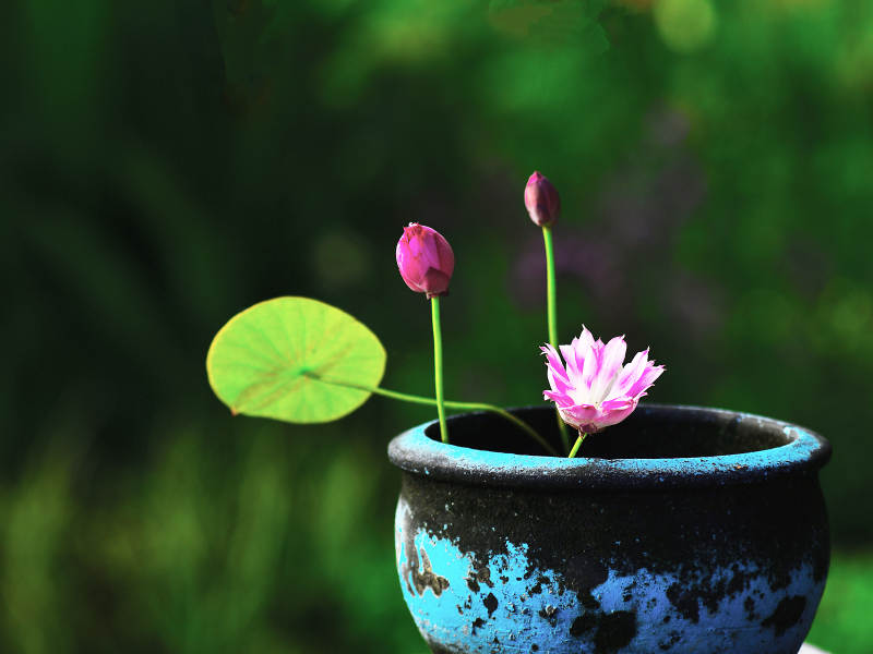 精品碗莲创意微景观图片