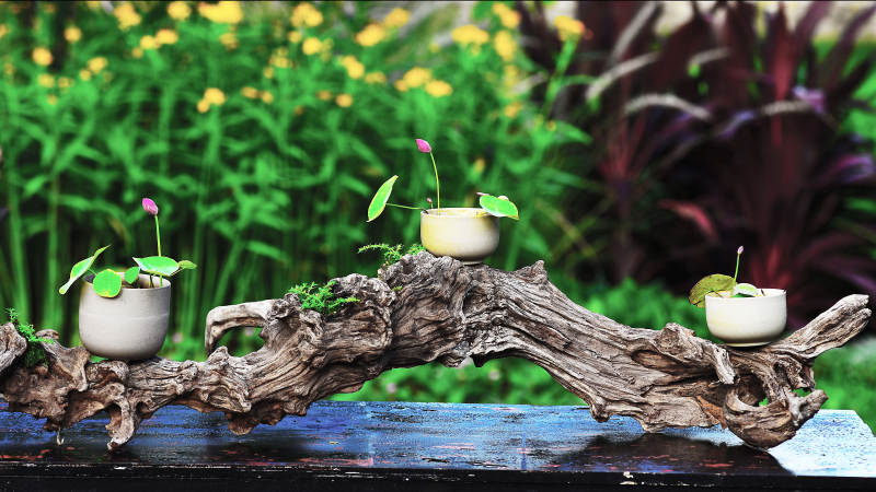 精品碗莲创意微景观自然雅韵盆景图片