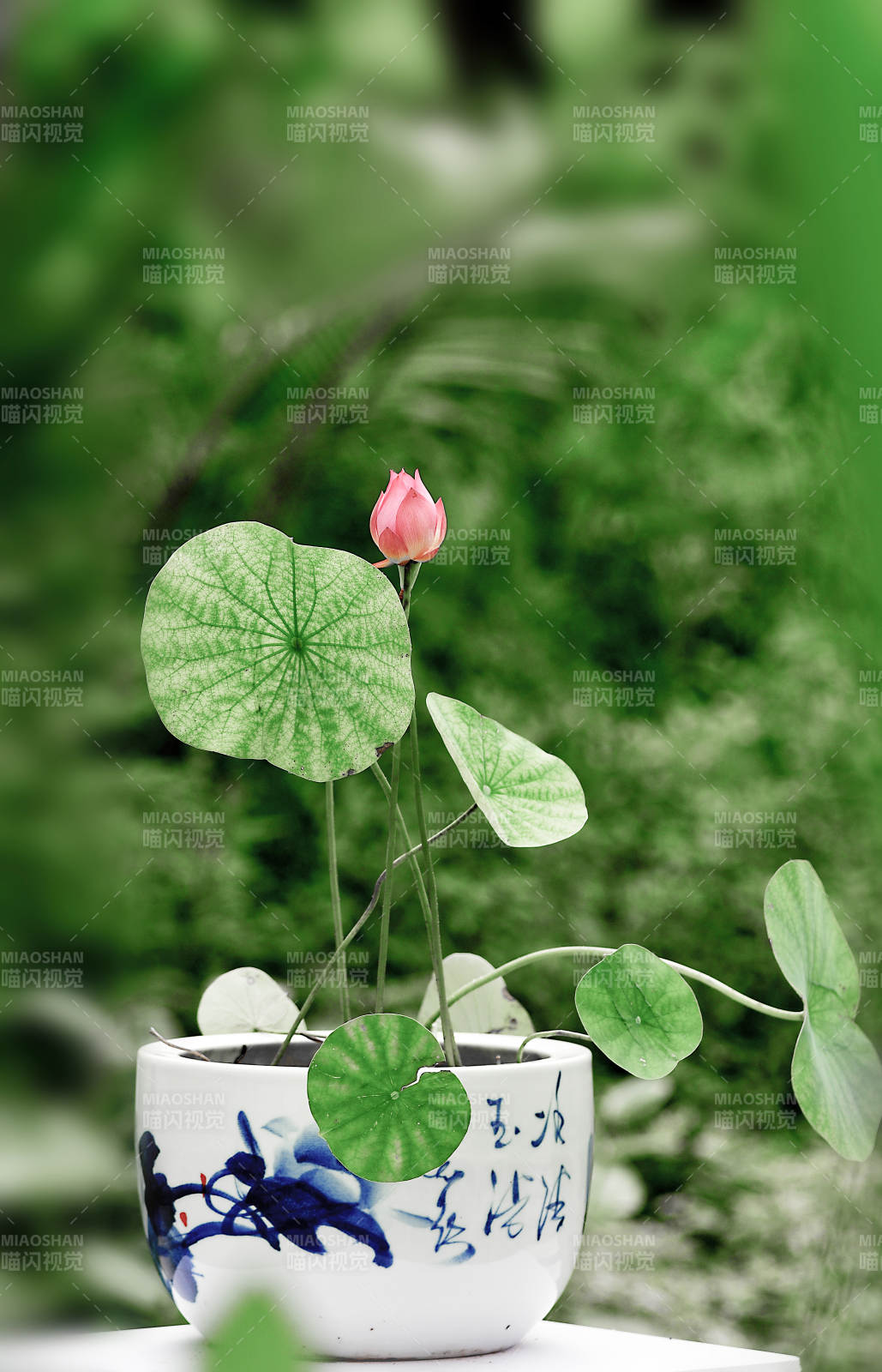 精品碗莲创意微景观图片