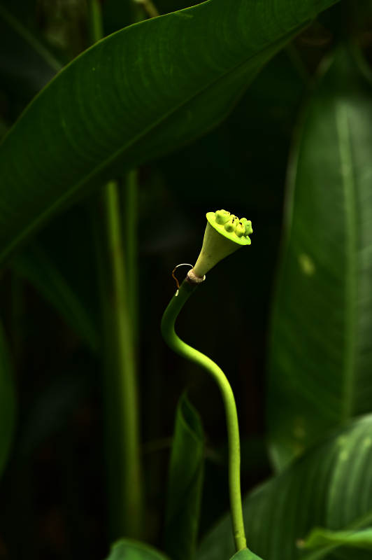 阳光照射下弯曲的莲蓬图片
