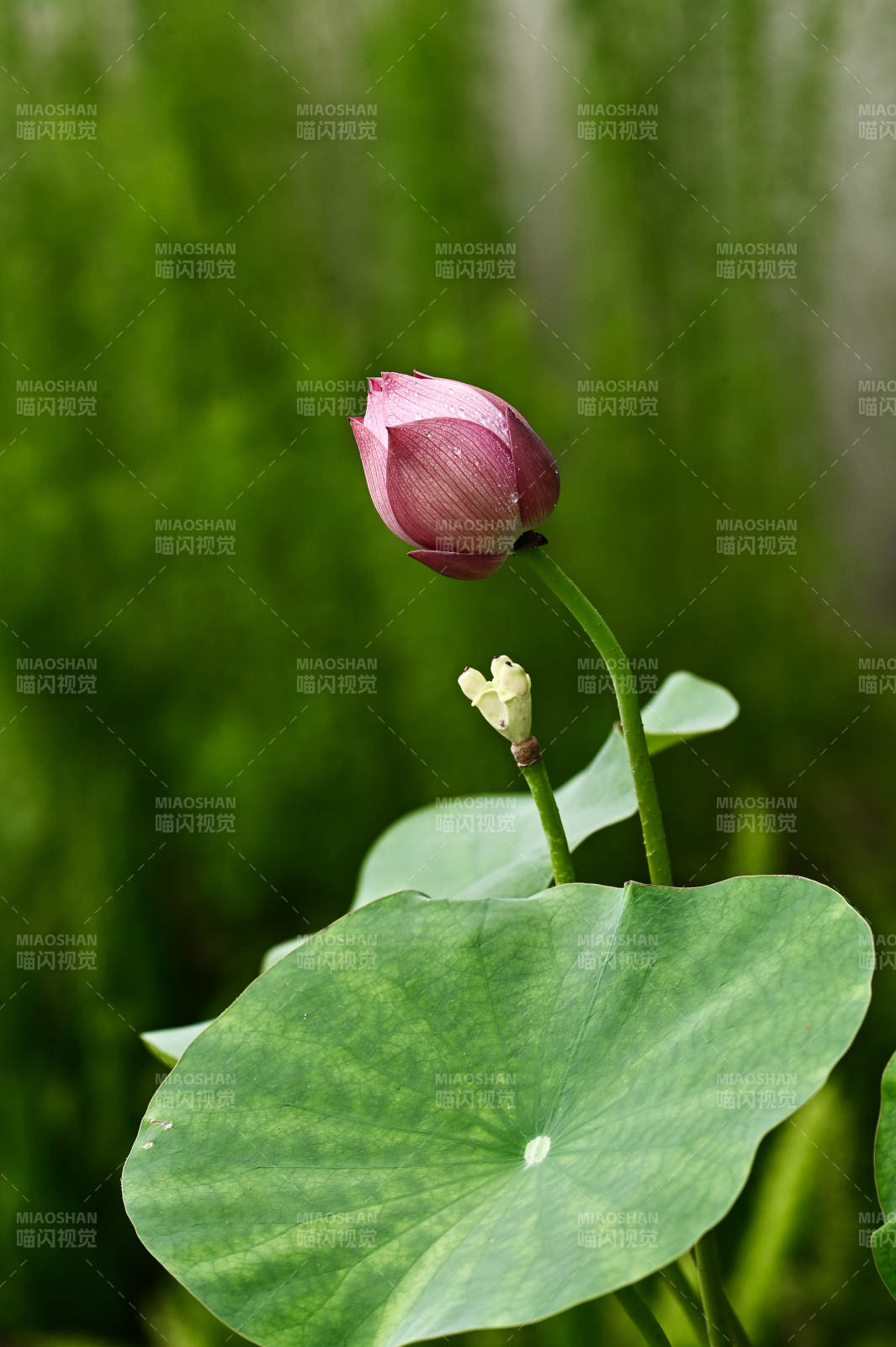 阳光下的荷花初绽图片