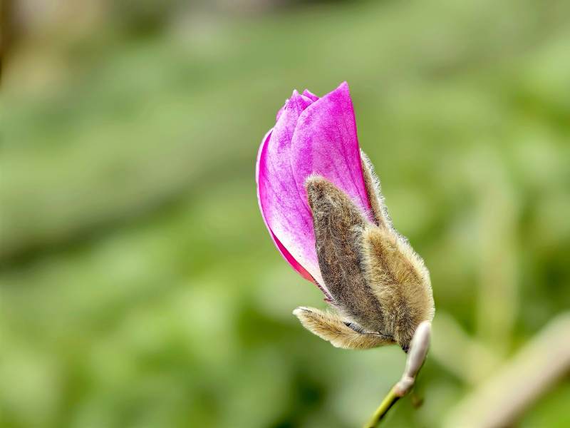 紫玉兰含苞待放图片