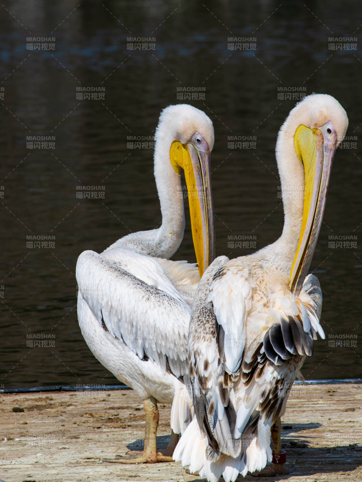 双鹈鹕静立水边图片