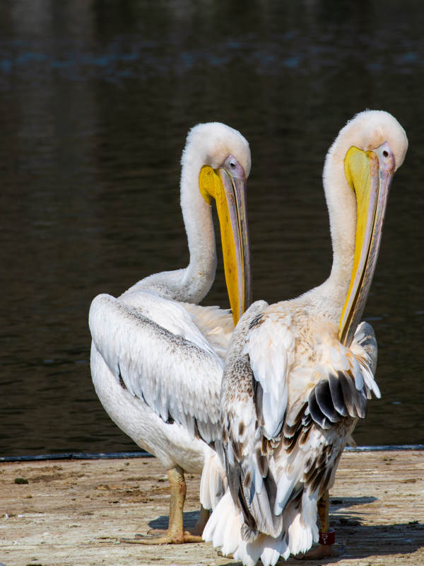 双鹈鹕静立水边图片