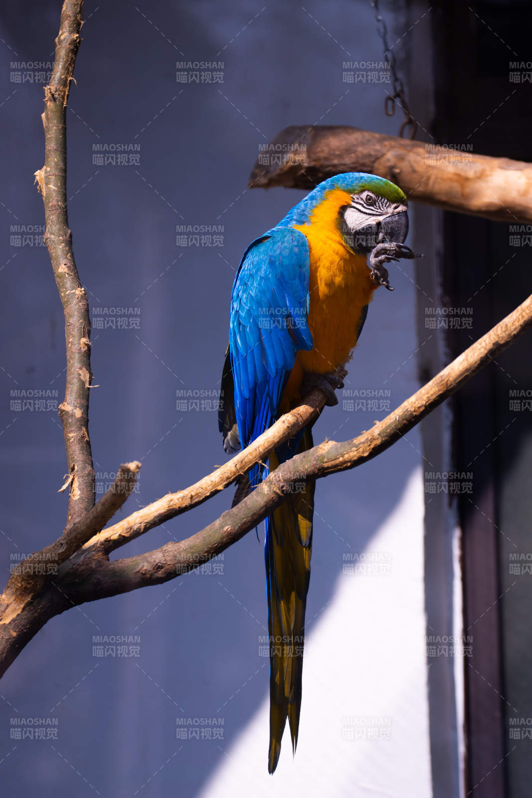 蓝黄金刚鹦鹉栖枝图片
