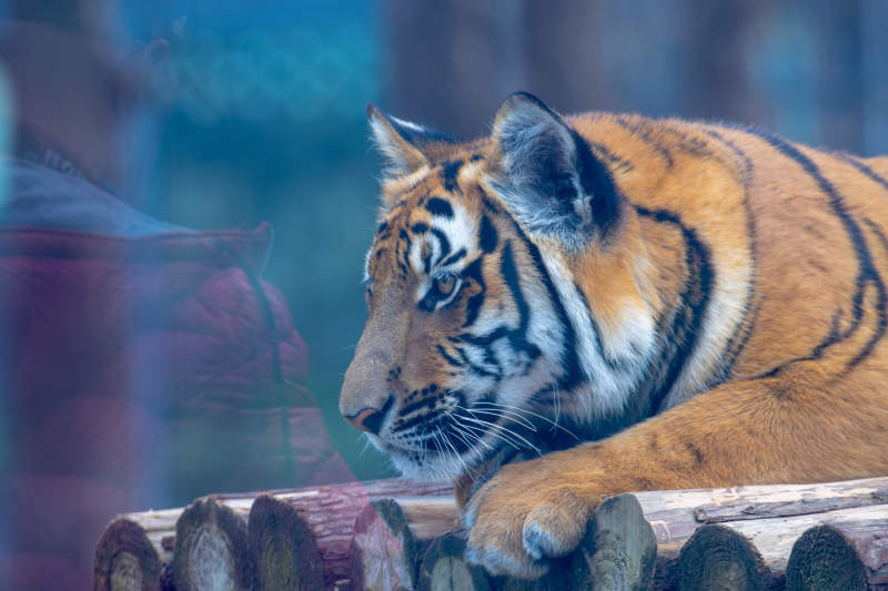 虎卧木上凝视远方图片