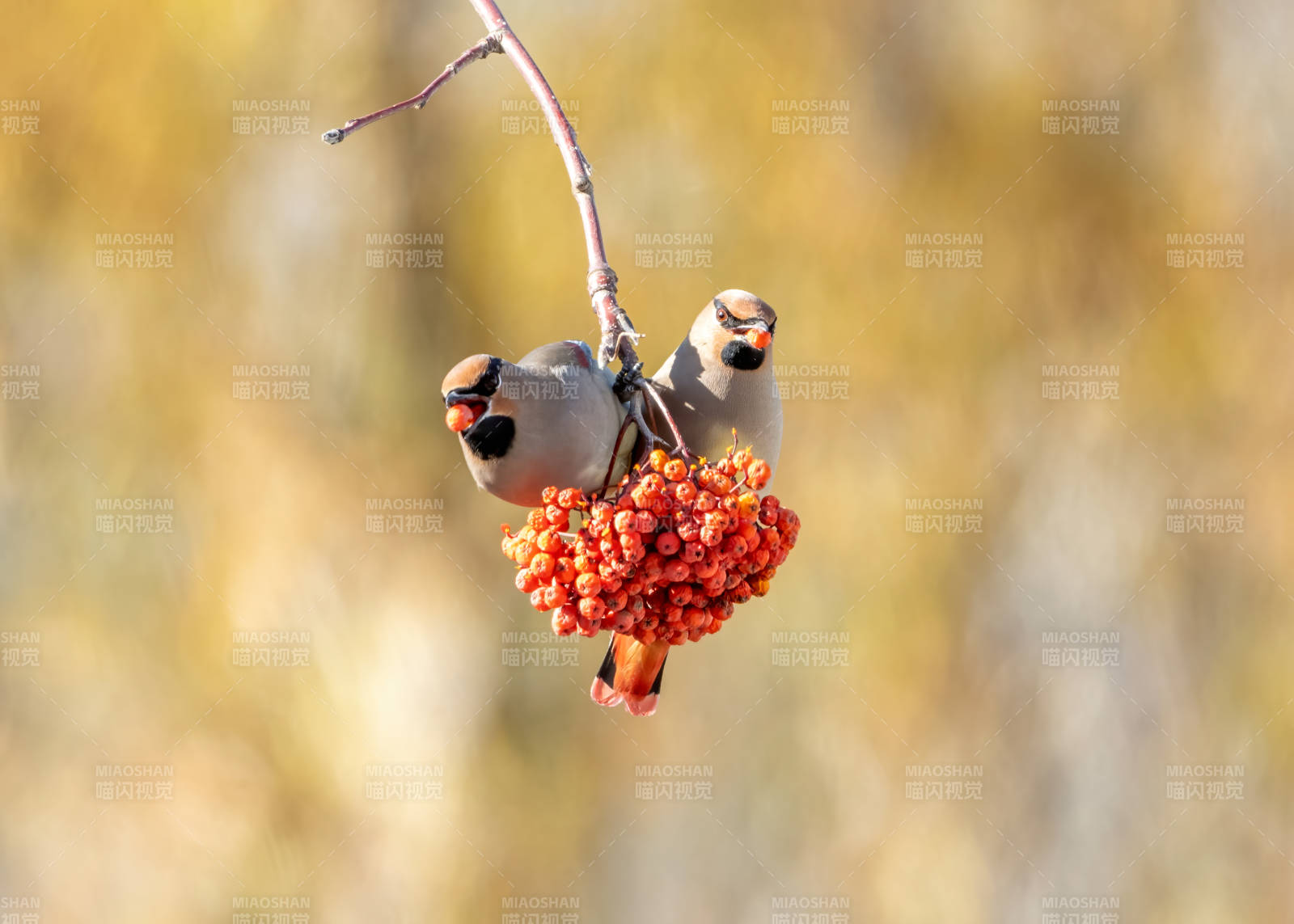 小鸟栖枝啄红果图片