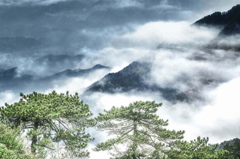 云海松涛 武功山图片