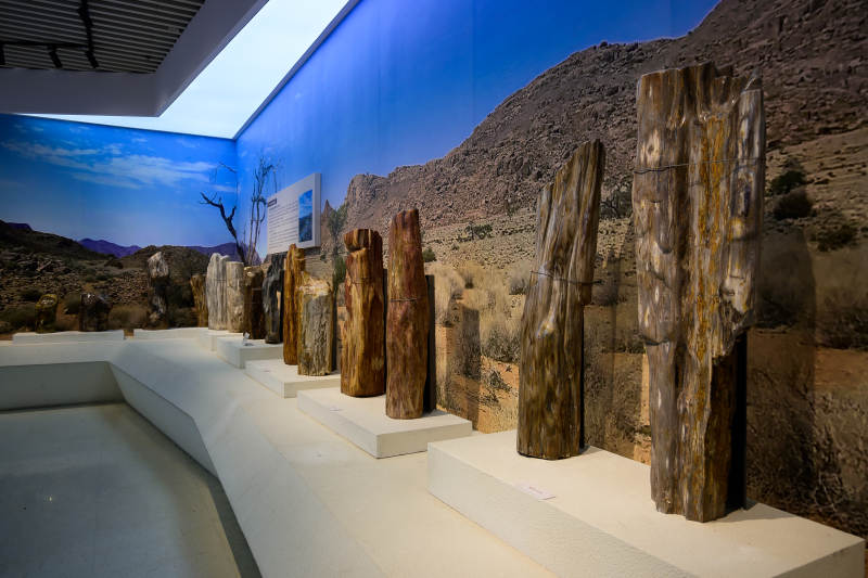 自然博物馆硅化木化石图片