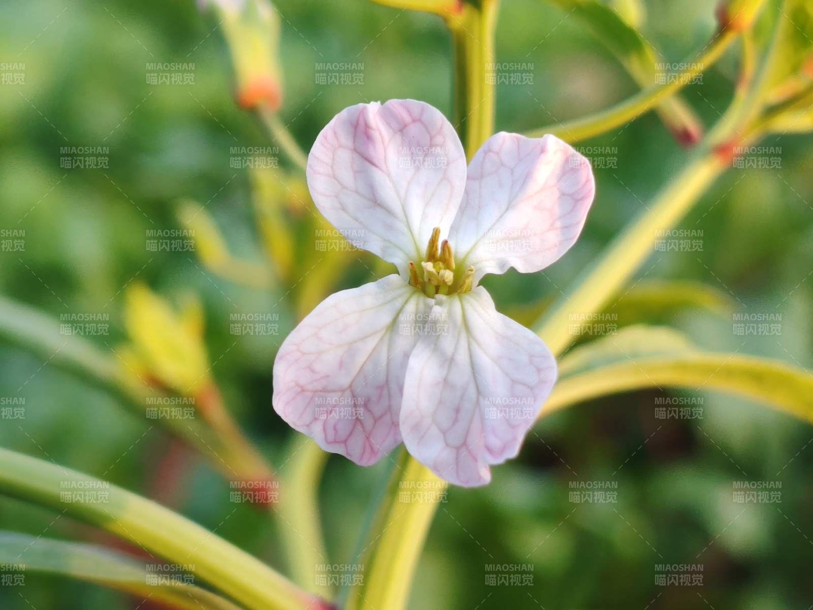 淡雅粉白花绽放图片