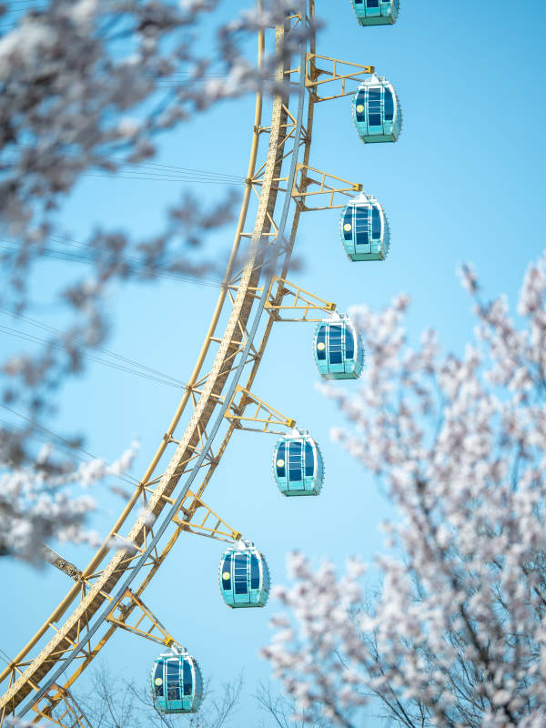 樱花下的摩天轮图片