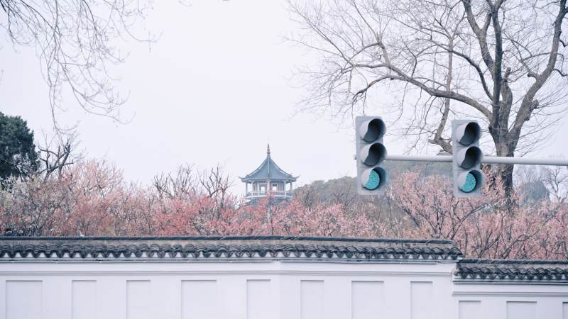 樱花与古亭图片