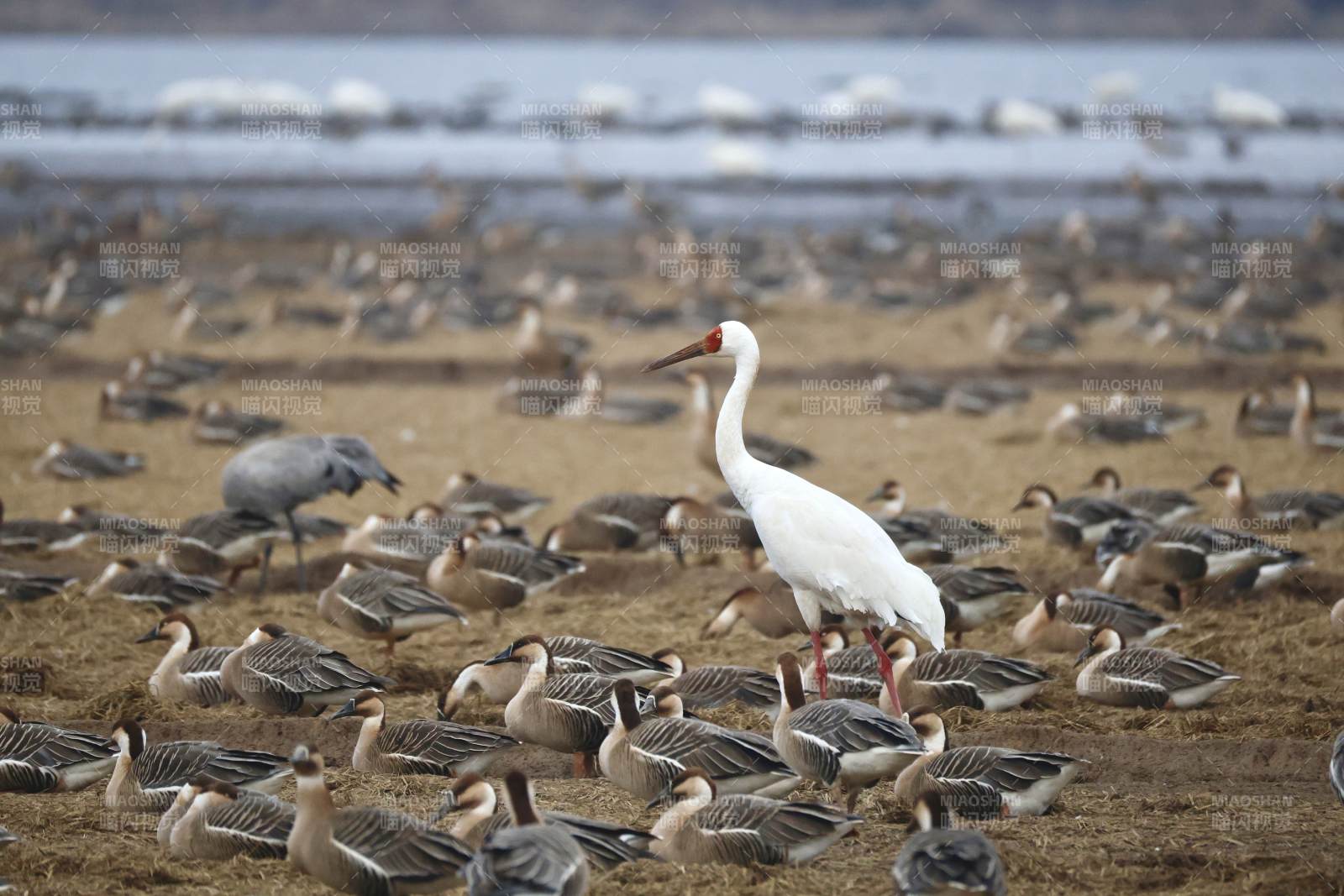 白鹭立于群鸭间图片
