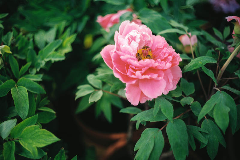 粉牡丹绽放图片