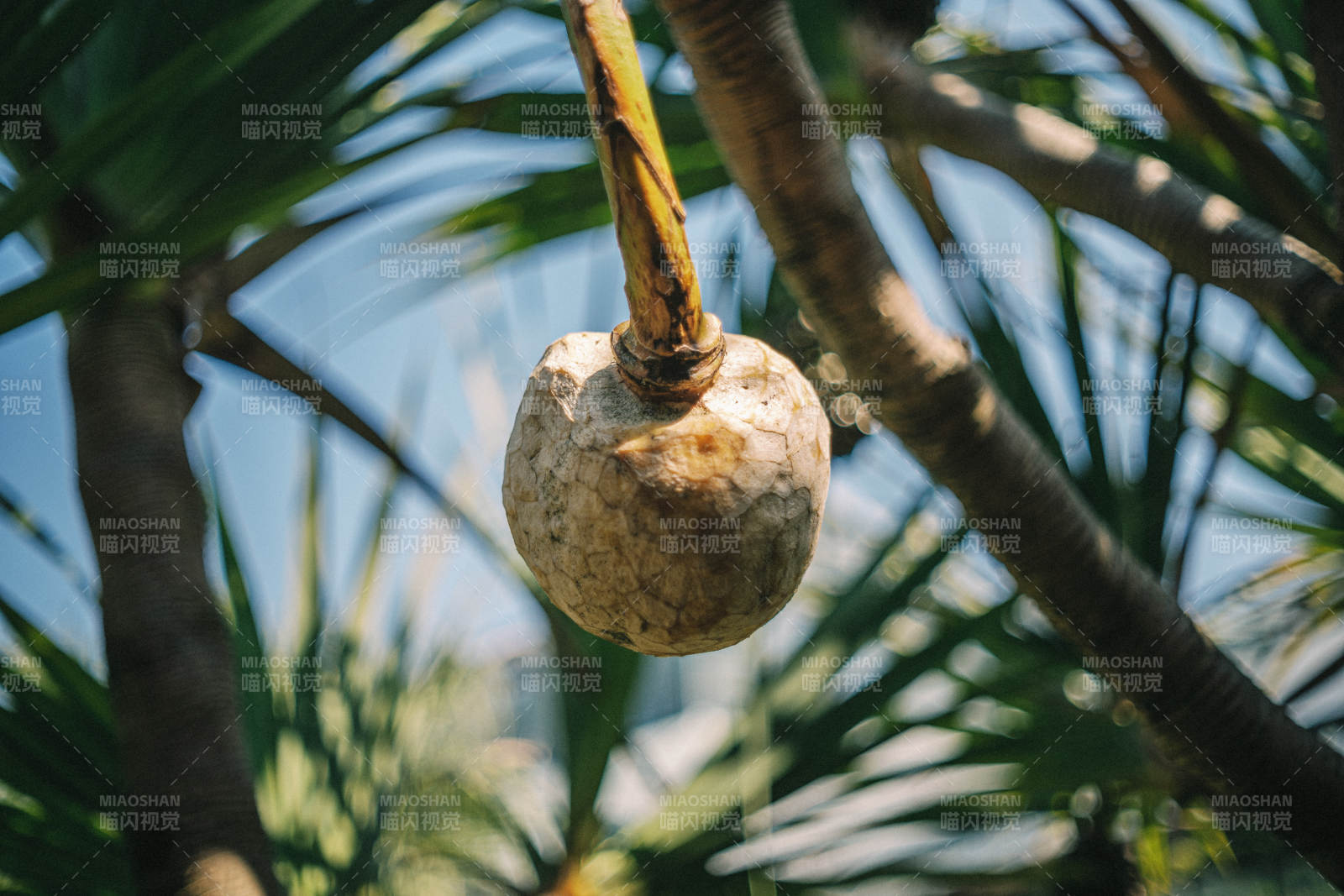 椰果悬枝 绿叶环绕图片