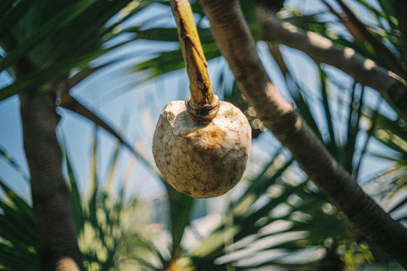 椰果悬枝 绿叶环绕图片