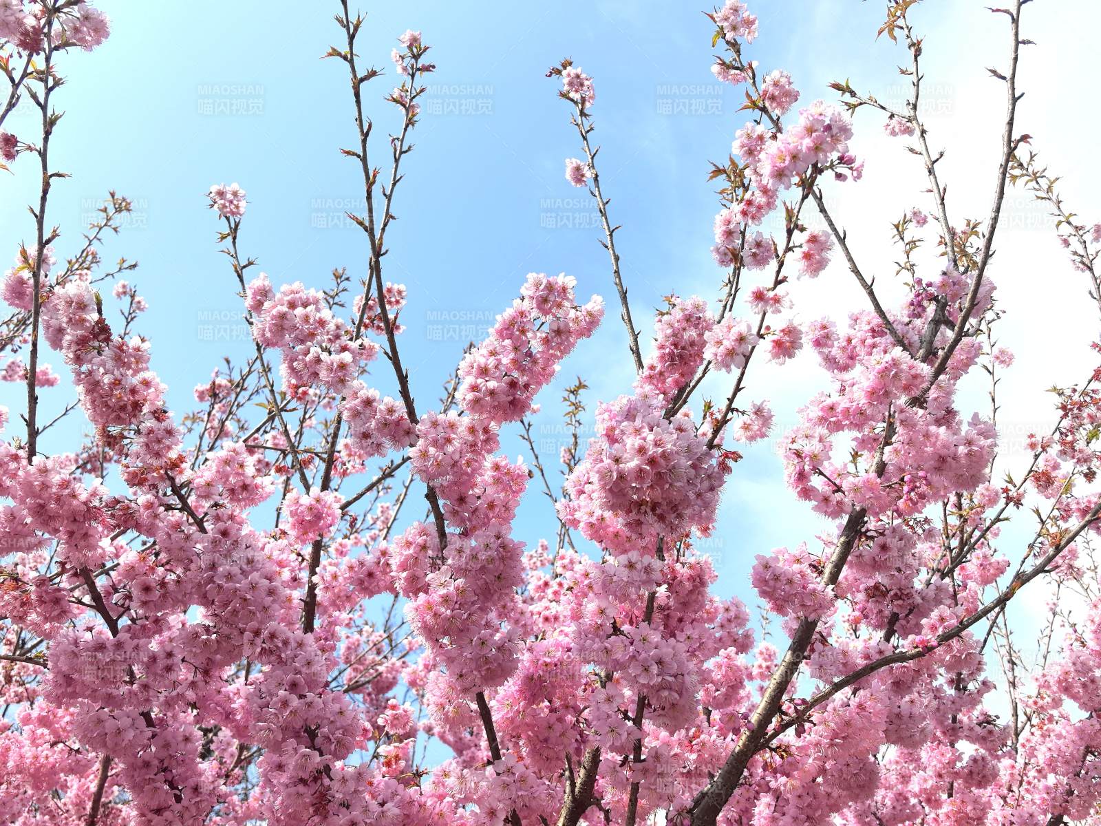 樱花绽放春日景图片